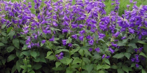 Širokolisno zvono: fotografija i opis, sorte, sadnja i njega